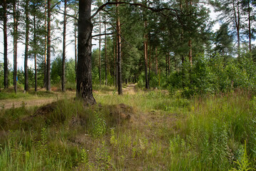 Walk along the road in a pine forest.