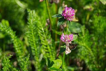 Silver Y Moth (Autographa gamma) perched on pink flower in Zurich, Switzerland