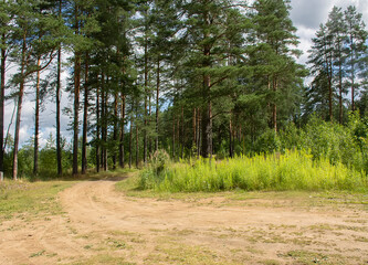 Walk along the road in a pine forest.