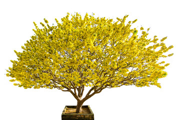 Yellow apricot flowers in full bloom isolated on white background in Vietnam