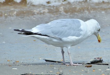 Seagull by the bay