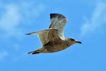 Seagull by the bay