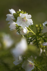 Wildblume