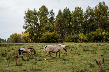 gray horses graze in the meadow. a young foal next to his mother.