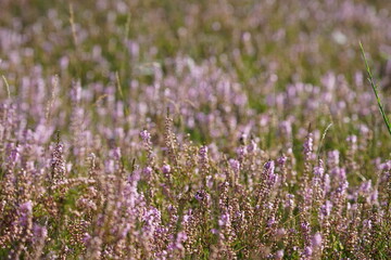 Obraz premium Blühende Heide in einem Naturschutzgebiet im Spätsommer, Ericaceae