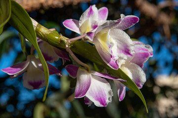 Orchids, beautiful orchids found on trees in squares and parks, selective focus.