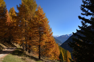 maso baita bosco autunno colori autunno spettacolo natura