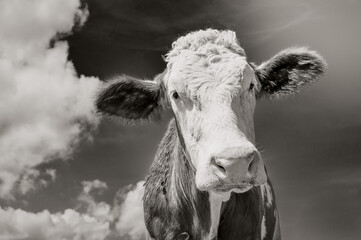 Cow portrait against cloudy sky in black white with light sepia toning