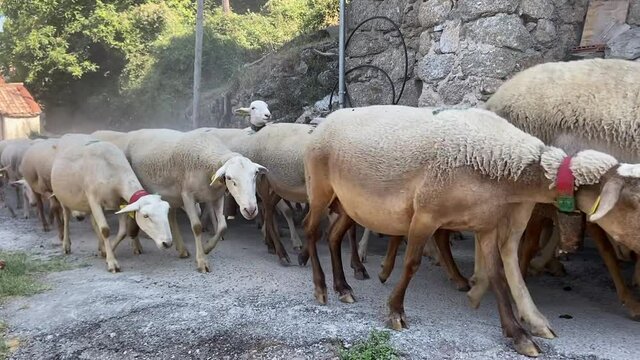 Troupeau de moutons en transhumance dans un village des C&eacute;vennes