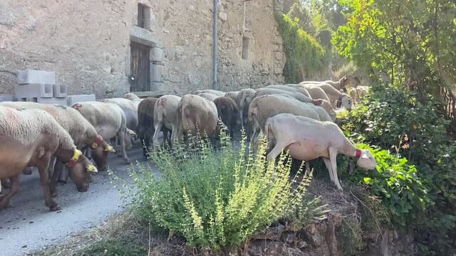 Troupeau de moutons en transhumance dans un village des C&eacute;vennes