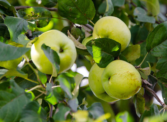 autumn apples on a tree
