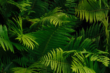 green bright fern leaves background