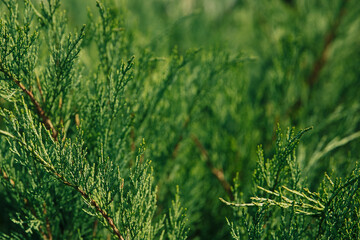 green branches of thuja background selective focus