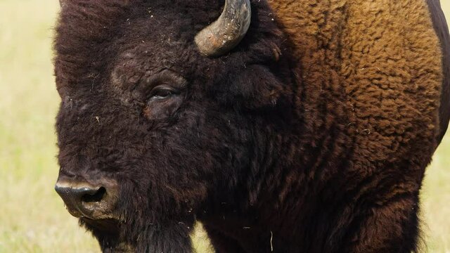 Wild Bison in the meadow, Portrait of American bison, Protection of Nature Concept. Bisons in their natural environment. Animal in the wild, Wildlife in Nature Reserve, Telephoto lens close up 4k
