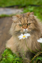 Fluffy long-haired cat, close-up portrait outdoors.