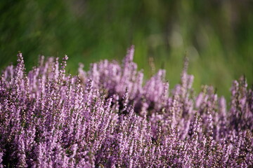 Blühende Heide in einem Naturschutzgebiet im Spätsommer, Ericaceae, Calluna vulgaris