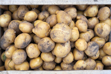 Ripe raw potatoes in a wooden box, the concept of harvesting