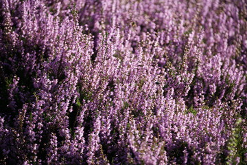 Bl&uuml;hende Heide in einem Naturschutzgebiet im Sp&auml;tsommer, Ericaceae, Calluna vulgaris