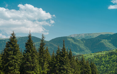 Evergreen fir trees and sky in the mountains