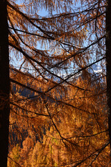 Obraz premium colori autunnali autunno alberi bosco 