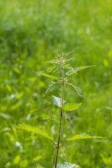 Green nettles in the meadow. The background is green.