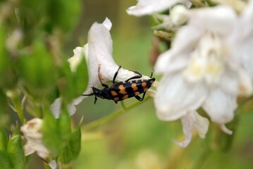 striped beetle in a white flower