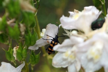 striped beetle in a white flower