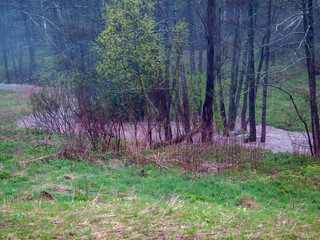 turbulent stream in the forest of melted snow