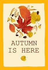 A rectangular postcard, a poster, a banner on the autumn theme: a lot of different leaves and seeds of trees and the inscription 