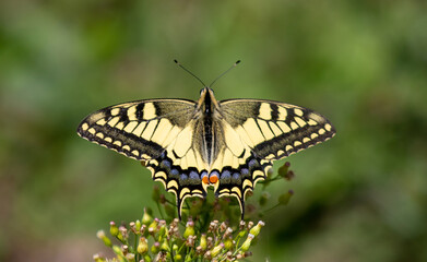 a Swallowtail butterfly on a plant