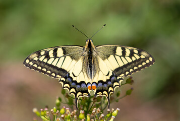 Fototapeta na wymiar a Swallowtail butterfly on a plant