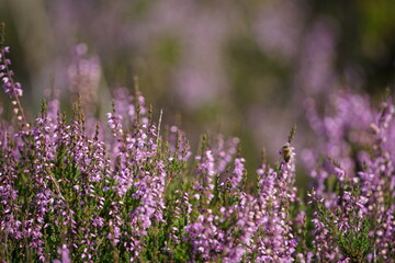 Naklejka premium Heidekraut, Trupbacher Heide mit blühenden Pflanzen, Calluna vulgaris 