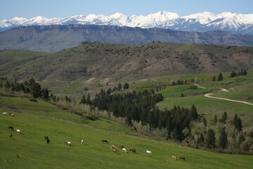 Crazy Mountains and Sheep Mountain with horses in the foreground in spring Montana