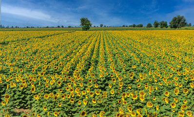 Yellow view of sunflower seed field