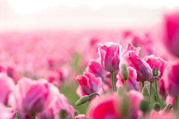 pink tulips in spring
