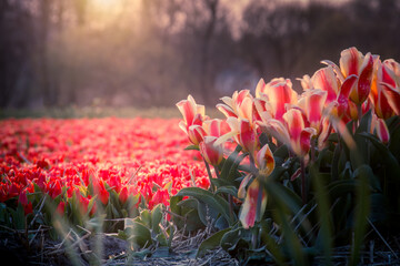 tulips in sun