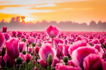 Tuinposter sunrise in the tulip field © Johan