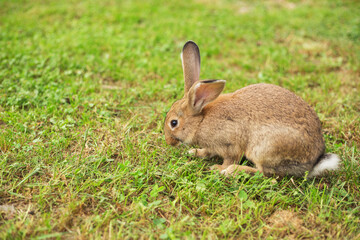 Naklejka na ściany i meble A close up of a young rabbit feeding in the open meadow. Summertime. Blurred background with copy space.