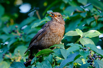 Eine Amsel mit Beeren im Schnabel