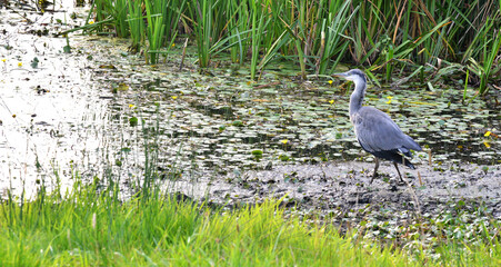 Great Urswick Tarn, Ulverston, South Lakes, Cumbria, England, UK