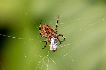 a spider Araneus diadematus eating prey on the canvas