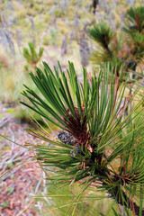 Pinus hartwegii o el pino de las alturas, asi se le conoce a esta especie que se ubica en las montañas mexicanas y es de gran importancia ecológica. 