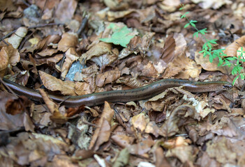 An Anguis fragilis lizard on the ground