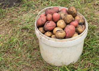 Bucket full of potatoes. Fresh harvest