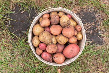 Bucket full of potatoes. Fresh harvest