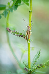 grasshopper in the meadow