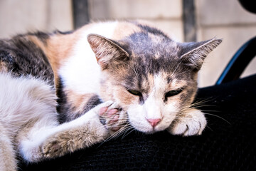 Cat in brown and white colors. The tired cat is sleeping. Street cats of Istanbul. Cute cat is sleeping. Selective focus.