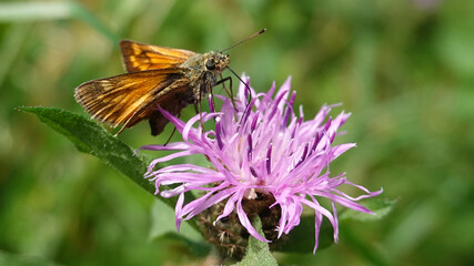 Polites themistocles, Cantabria, España