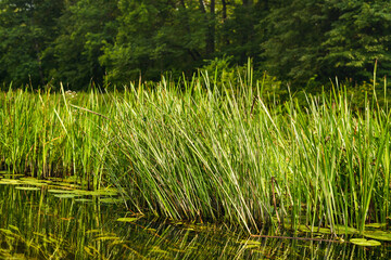 beautiful view of the river and the lush green vegetation around
