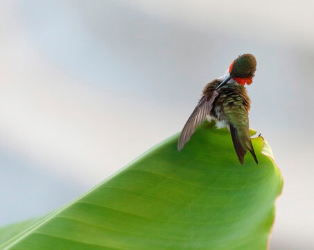 Hummingbird preening itself on a banana leaf